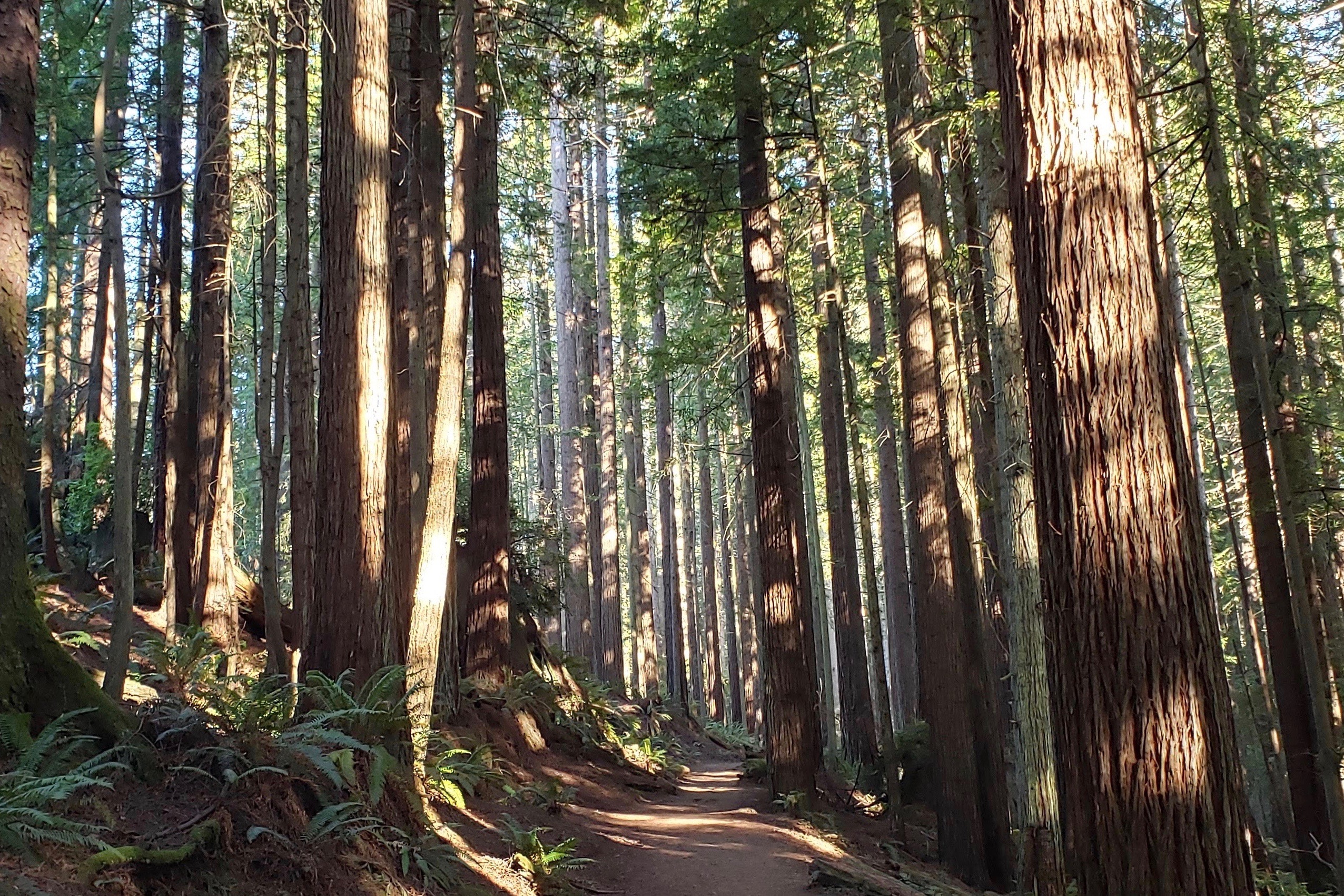 A path meanders through a redwood forest in Northern California.
